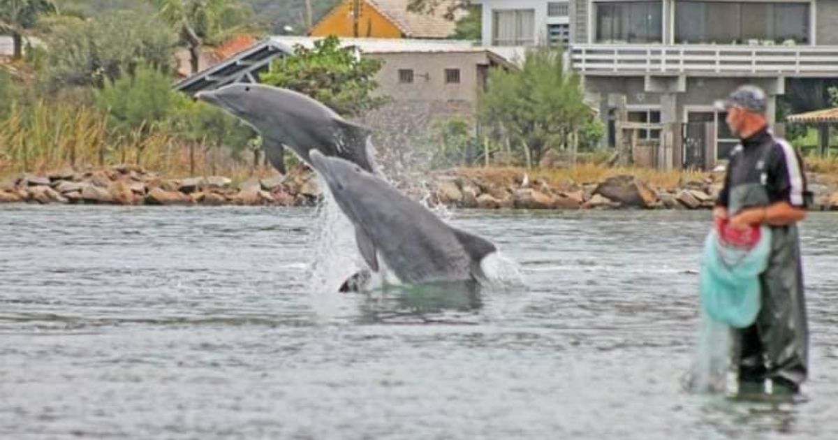 Imagem d e botos pescando com os pescadores, para fazer referência a parceria que eles possuem na hora de realizar esse trabalho 
