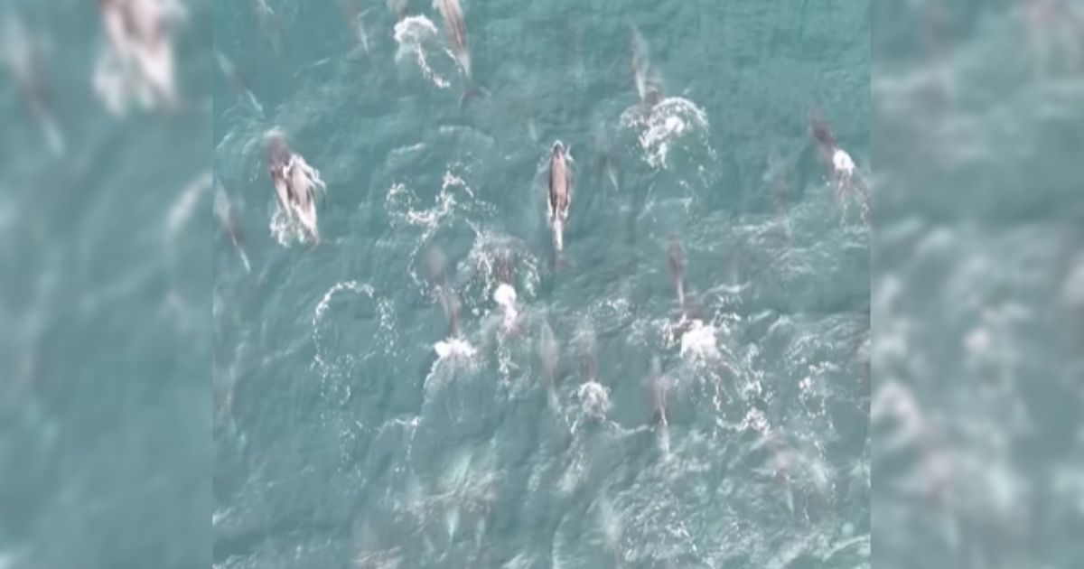 Print do vídeo que mostra golfinhos nadando juntos próximo ao Farol de Santa Marta