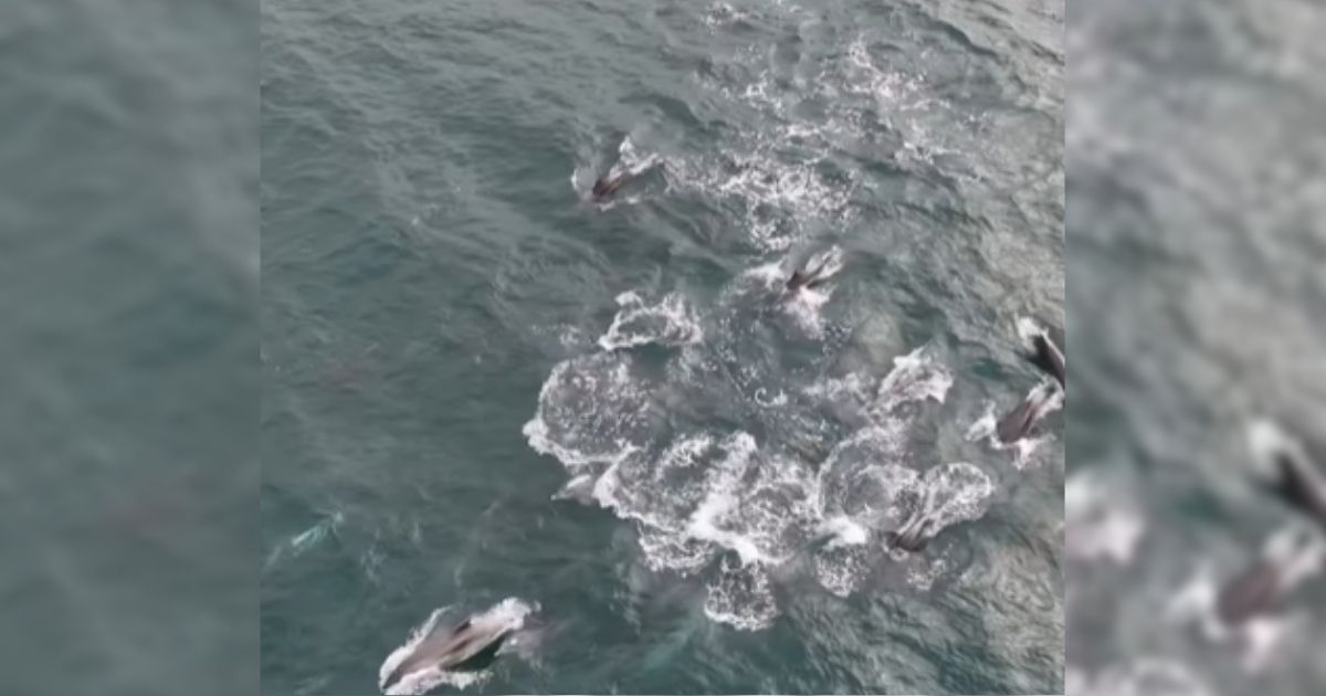 Print do vídeo que mostra golfinhos nadando juntos em Laguna