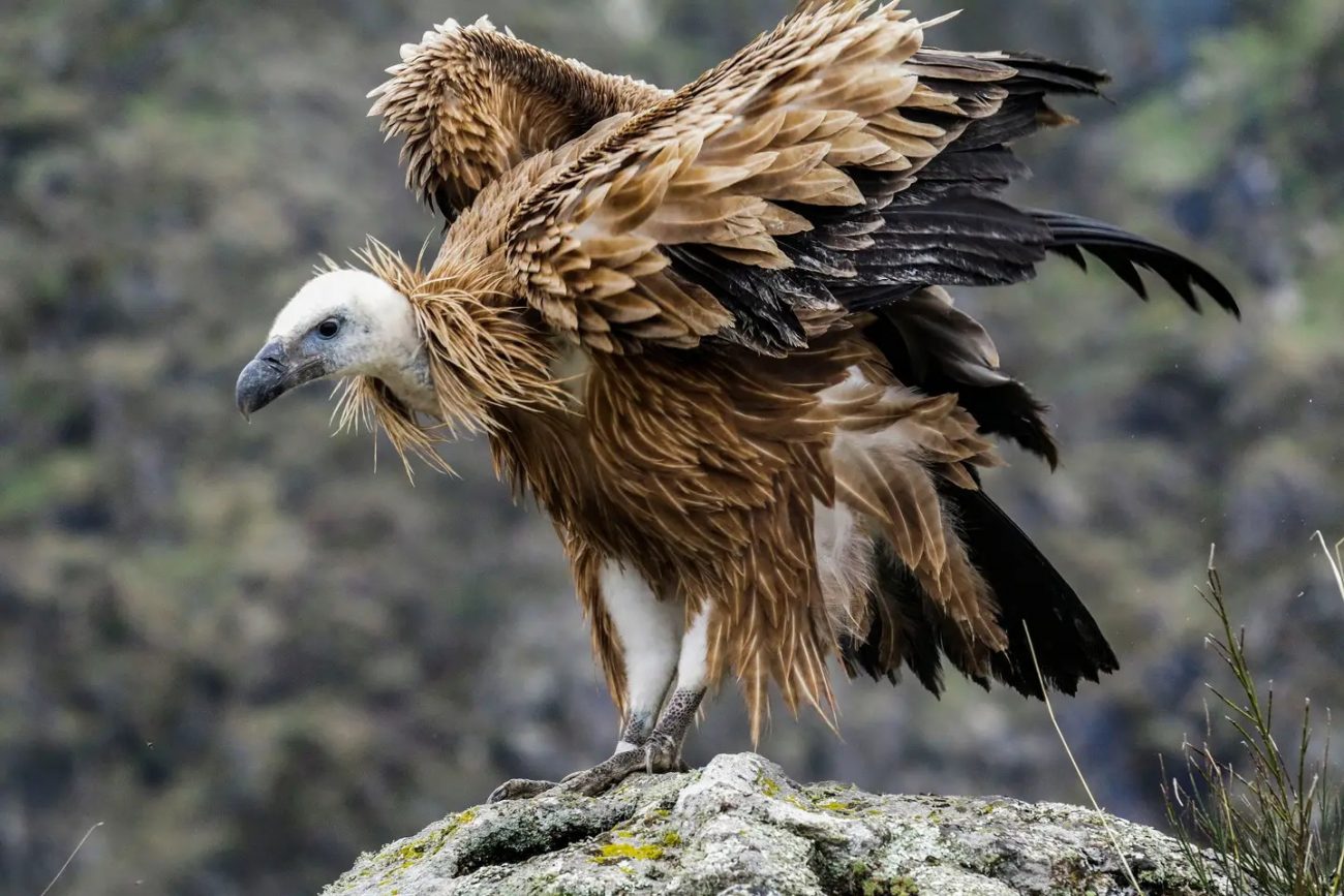 Grifo-de-Rüppell