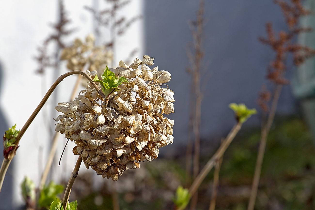 Hortênsia com galhos e folhas secas para representar planta em estado de dormência no jardim