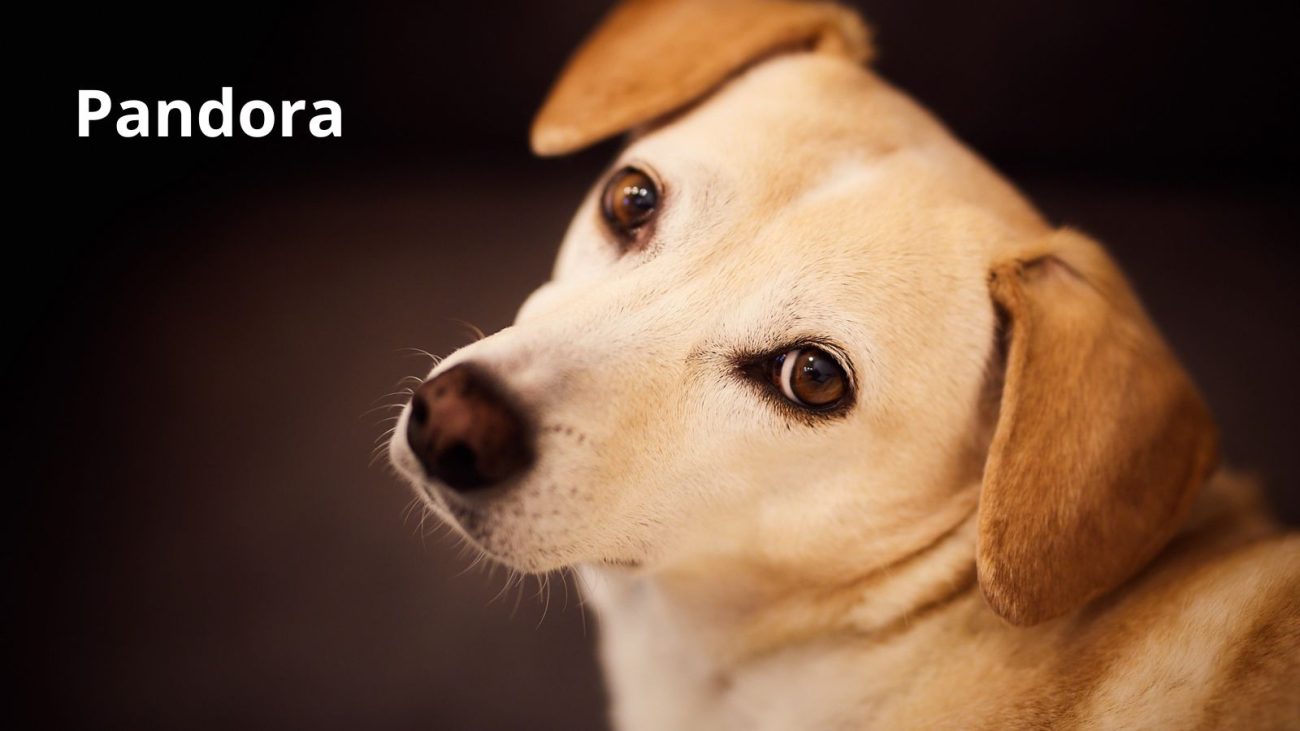 Ideias de nomes para cachorro com bom humor - Banco de Imagens/ND