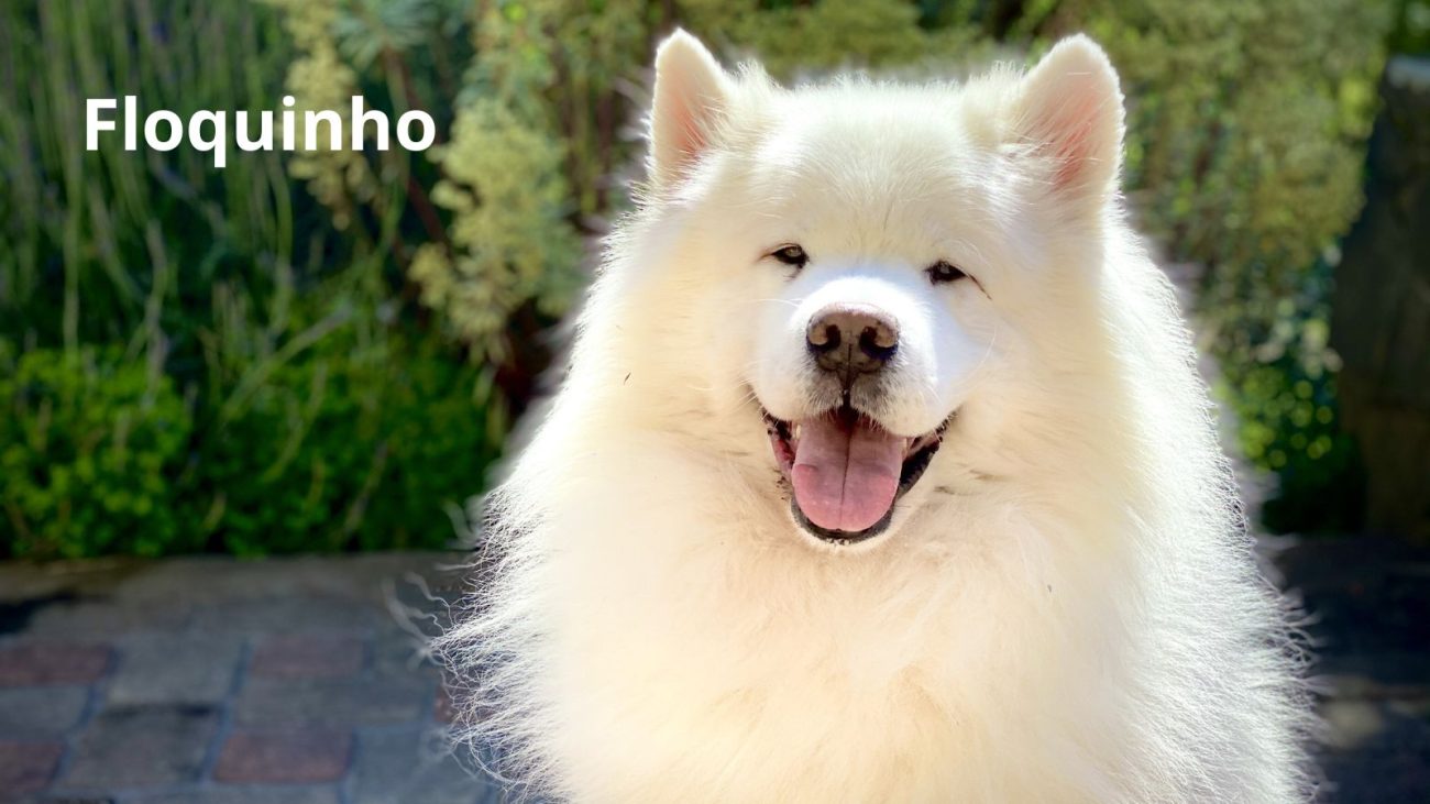 Ideias de nomes para cachorro com bom humor - Banco de Imagens/ND