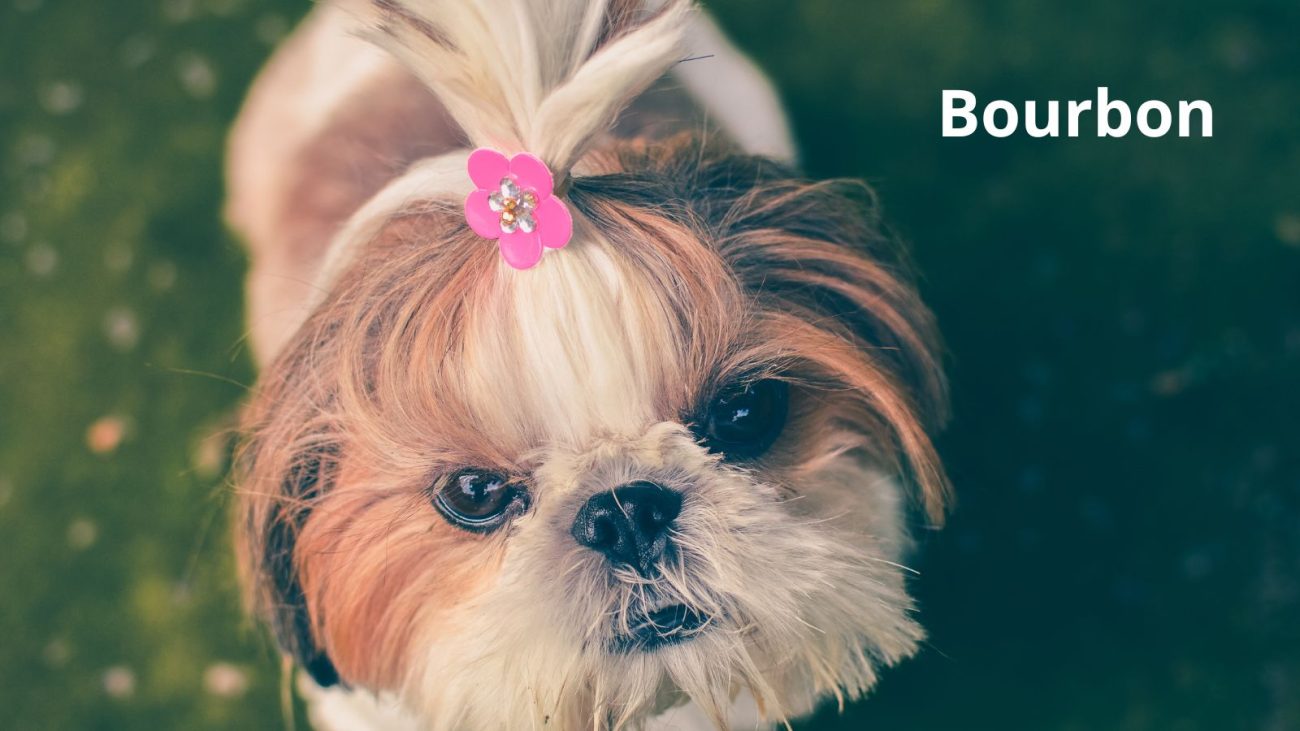 Ideias de nomes para cachorro com bom humor - Banco de Imagens/ND