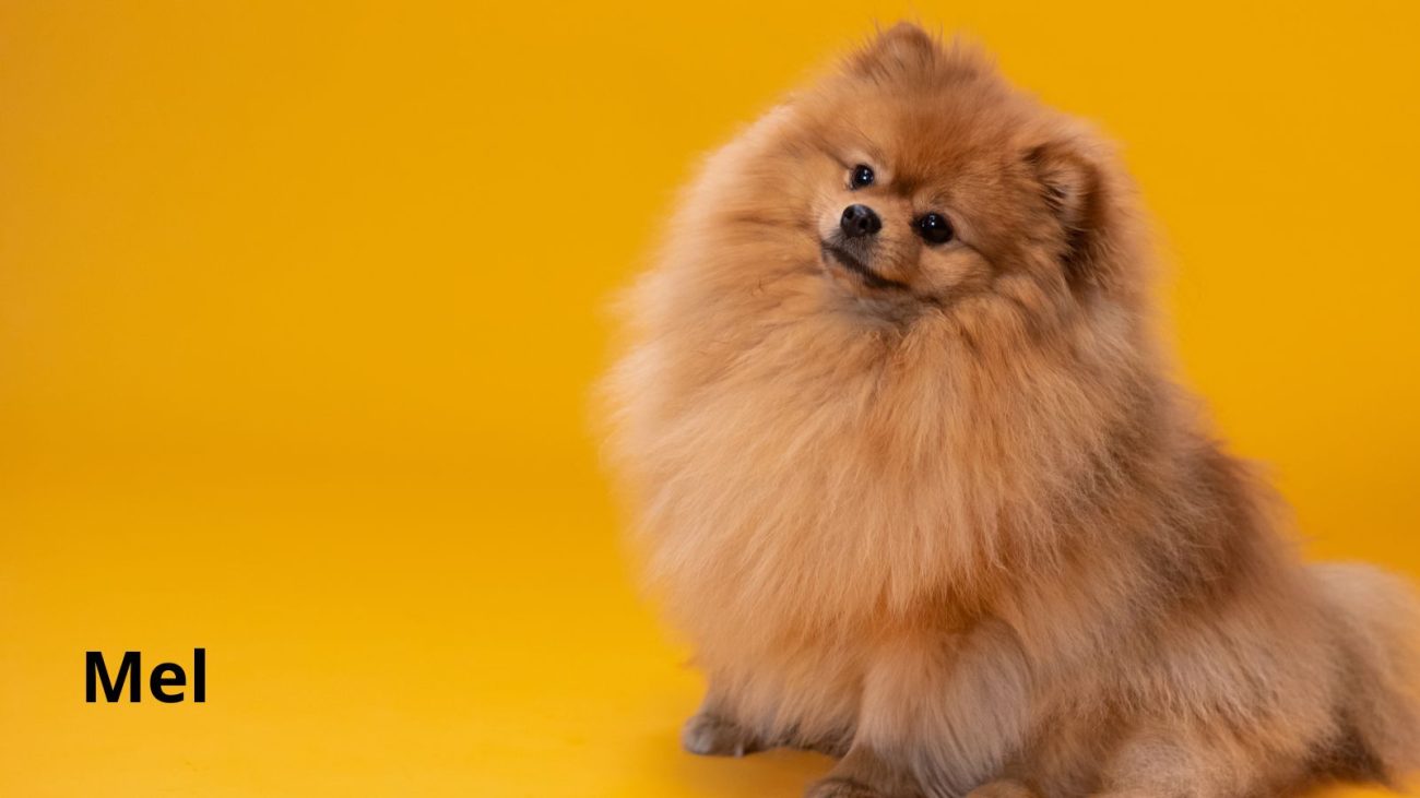 Ideias de nomes para cachorro com bom humor - Banco de Imagens/ND