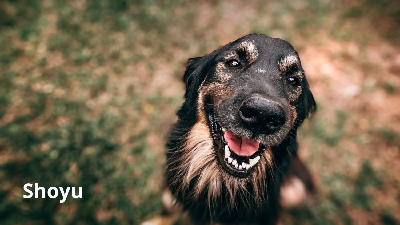Ideias de nomes para cachorro com bom humor - Banco de Imagens/ND