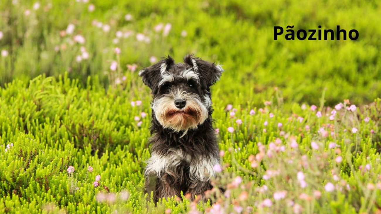 Ideias de nomes para cachorro com bom humor - Banco de Imagens/ND