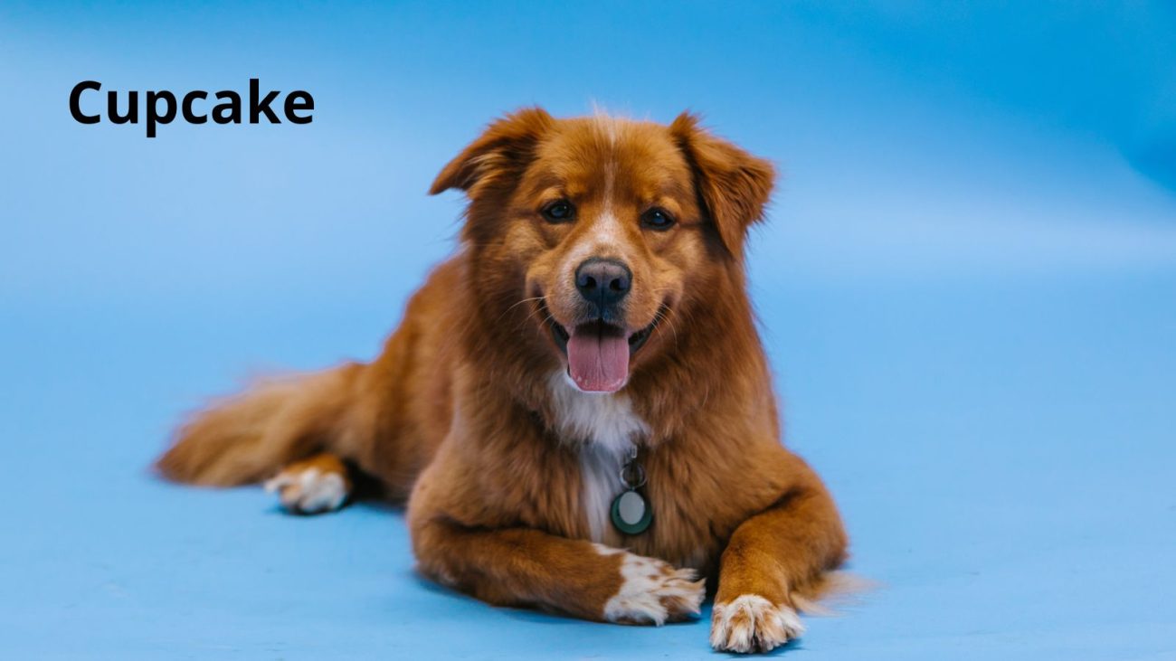 Ideias de nomes para cachorro com bom humor - Banco de Imagens/ND