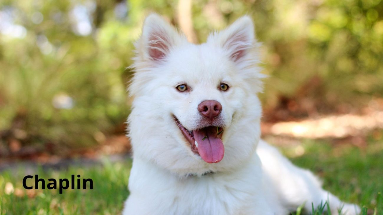 Ideias de nomes para cachorro com bom humor - Banco de Imagens/ND