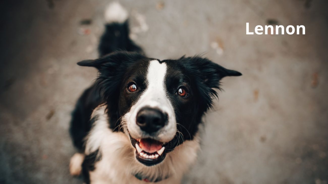 Ideias de nomes para cachorro com bom humor - Banco de Imagens/ND