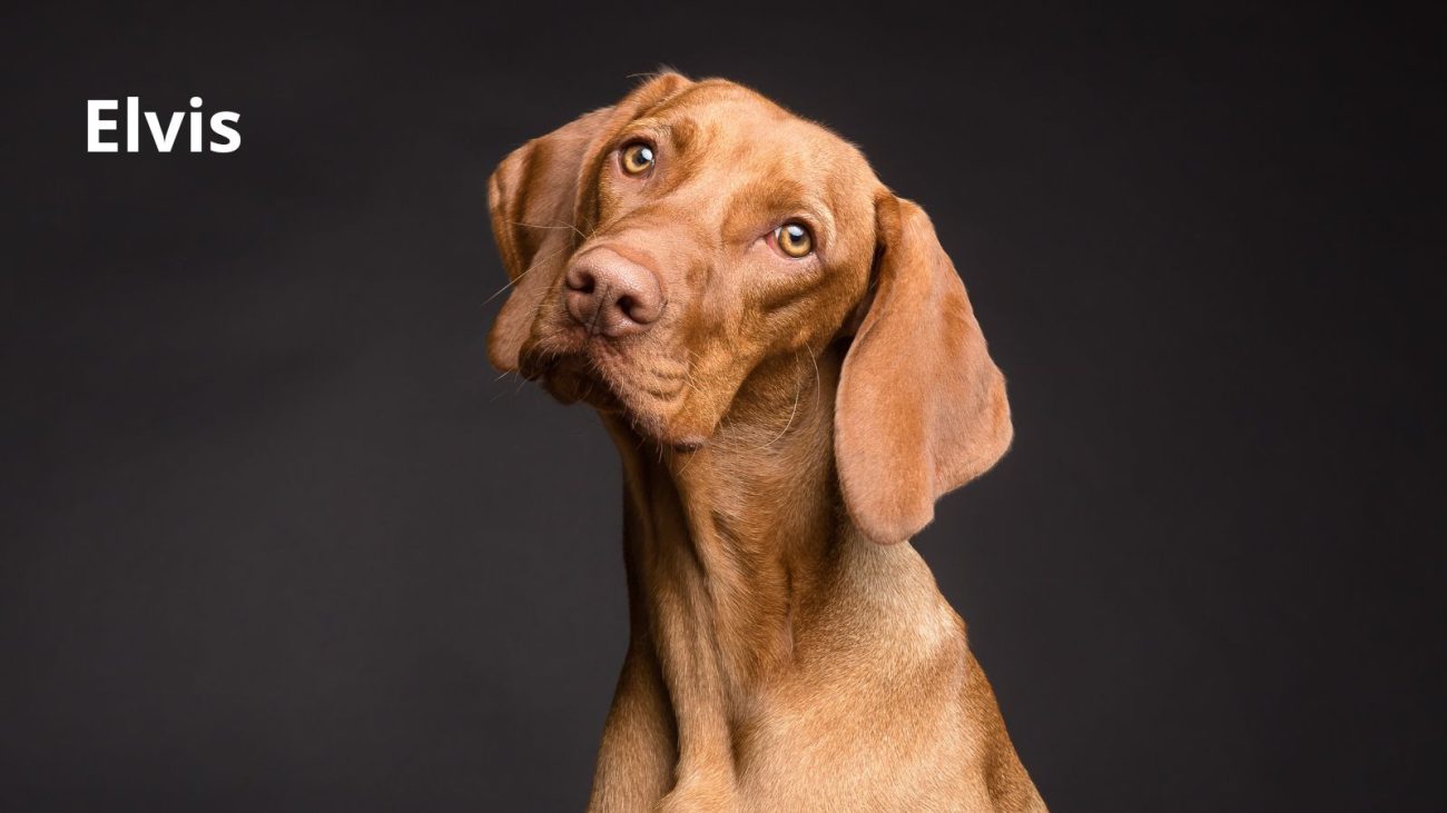 Ideias de nomes para cachorro com bom humor - Banco de Imagens/ND