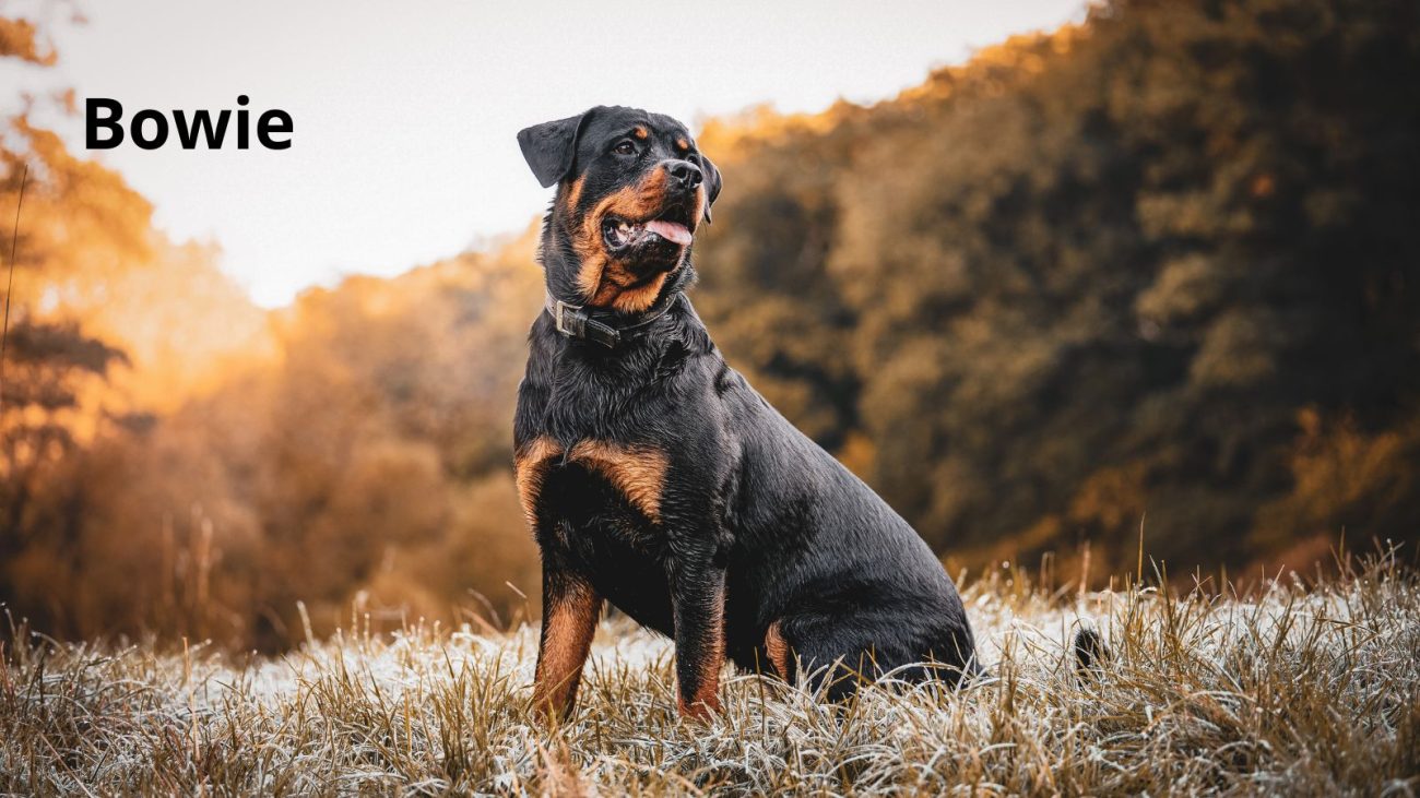 Ideias de nomes para cachorro com bom humor - Banco de Imagens/ND