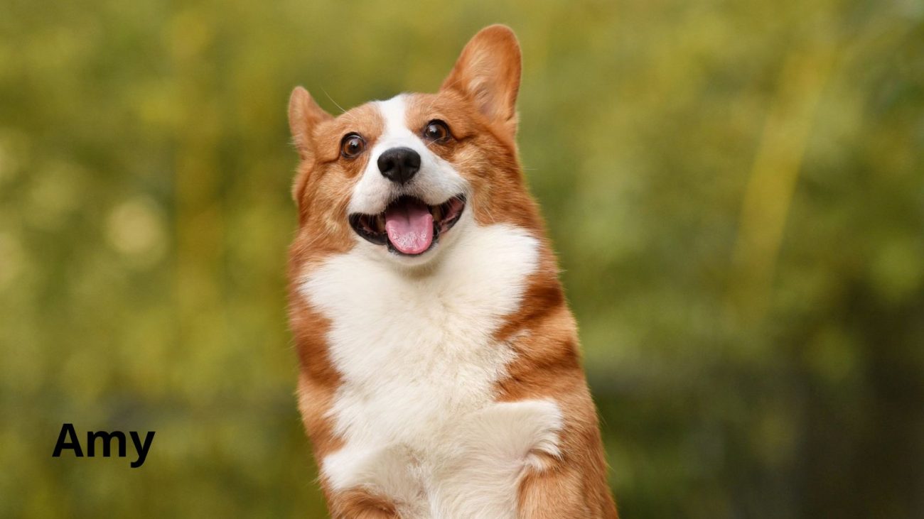 Ideias de nomes para cachorro com bom humor - Banco de Imagens/ND