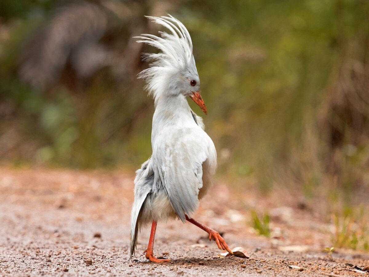 Kagu
