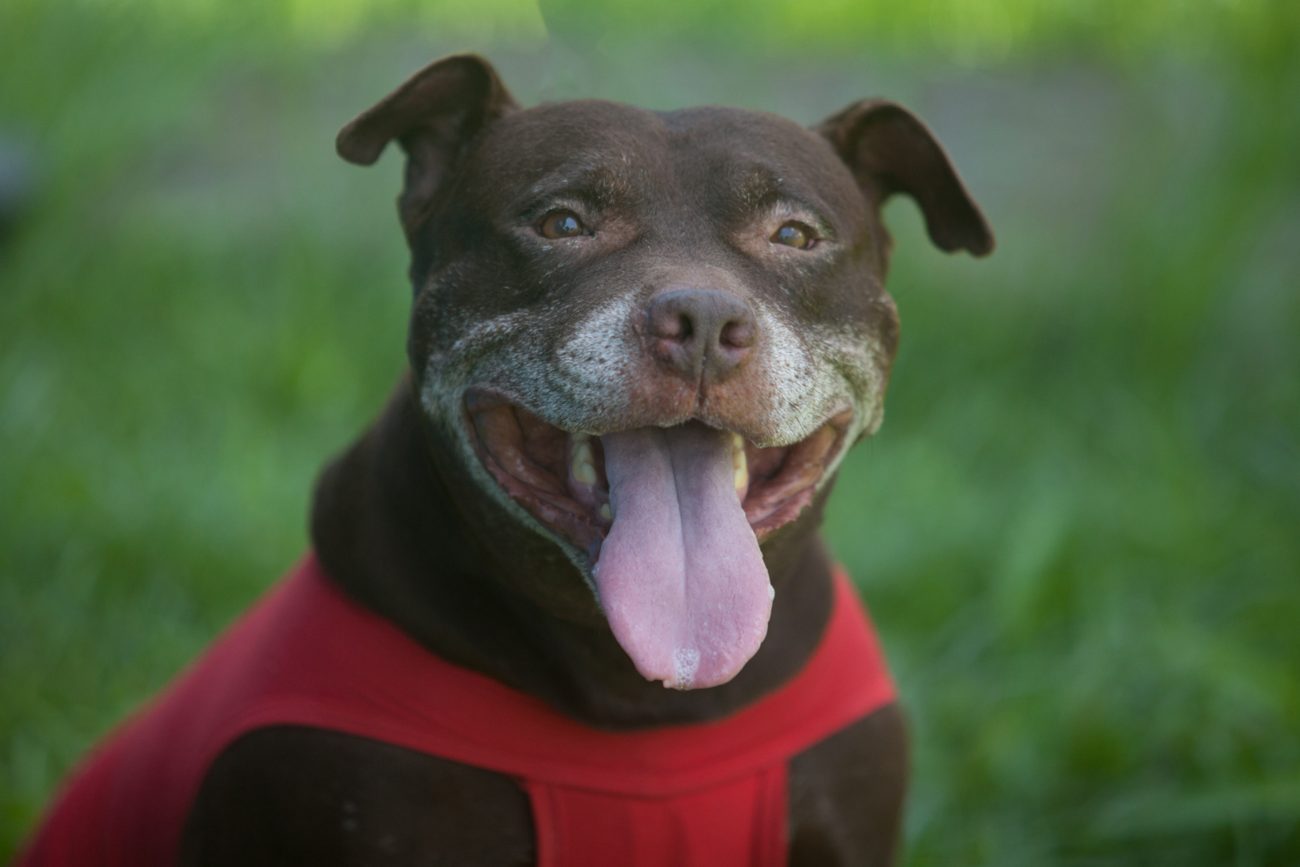 Kiara - Uma pitbull resgatada de maus-tratos, mas muito carinhosa, brincalhona e adora passear e passar tempo com humanos. - Divulgação/Prefeitura de Joinville/ND