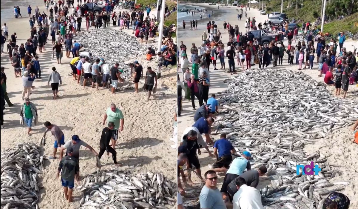 Lanço de tainha em praias de Santa Catarina marcam fim do primeiro mês da temporada