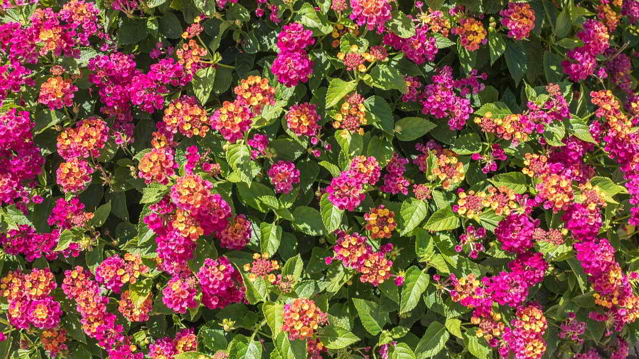 Lantana