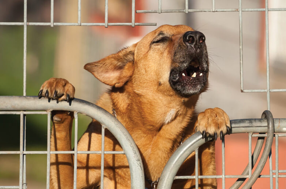 Cachorros latem quando captam sinais sutis