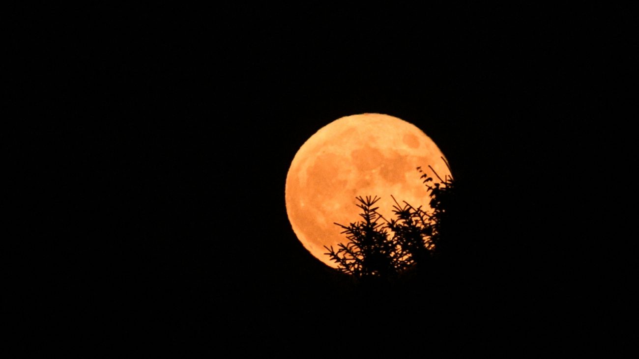 Lua cheia bem vibrante por trás de galhos de árvore
