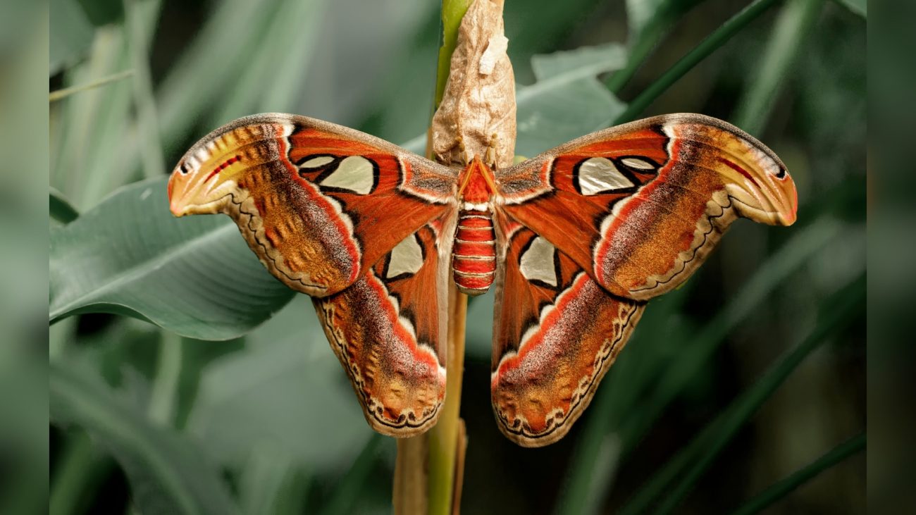 Uma mariposa com asas laranjas com branco enorme pendurada em galho de árvore