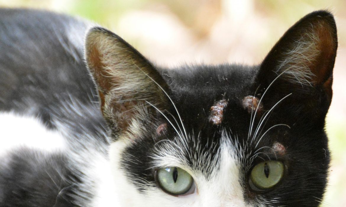 O que é esporotricose, doença com 250 casos em Joinville? 