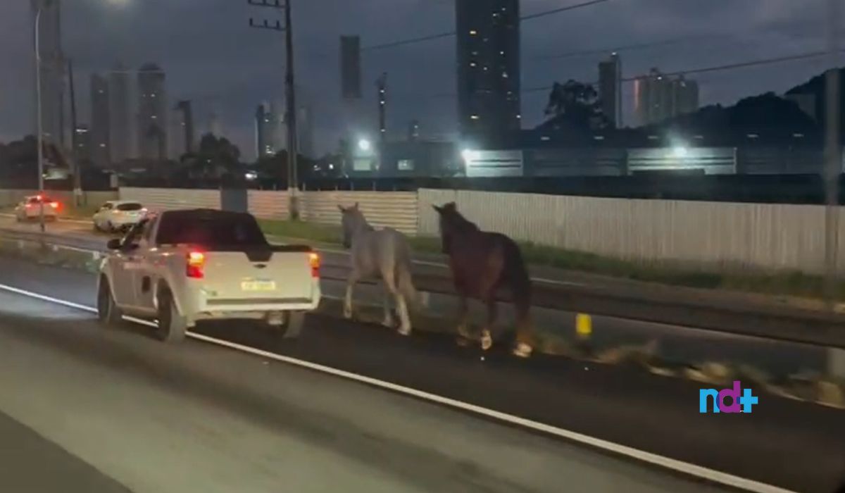 Motorista escoltou os animais pelo acostamento