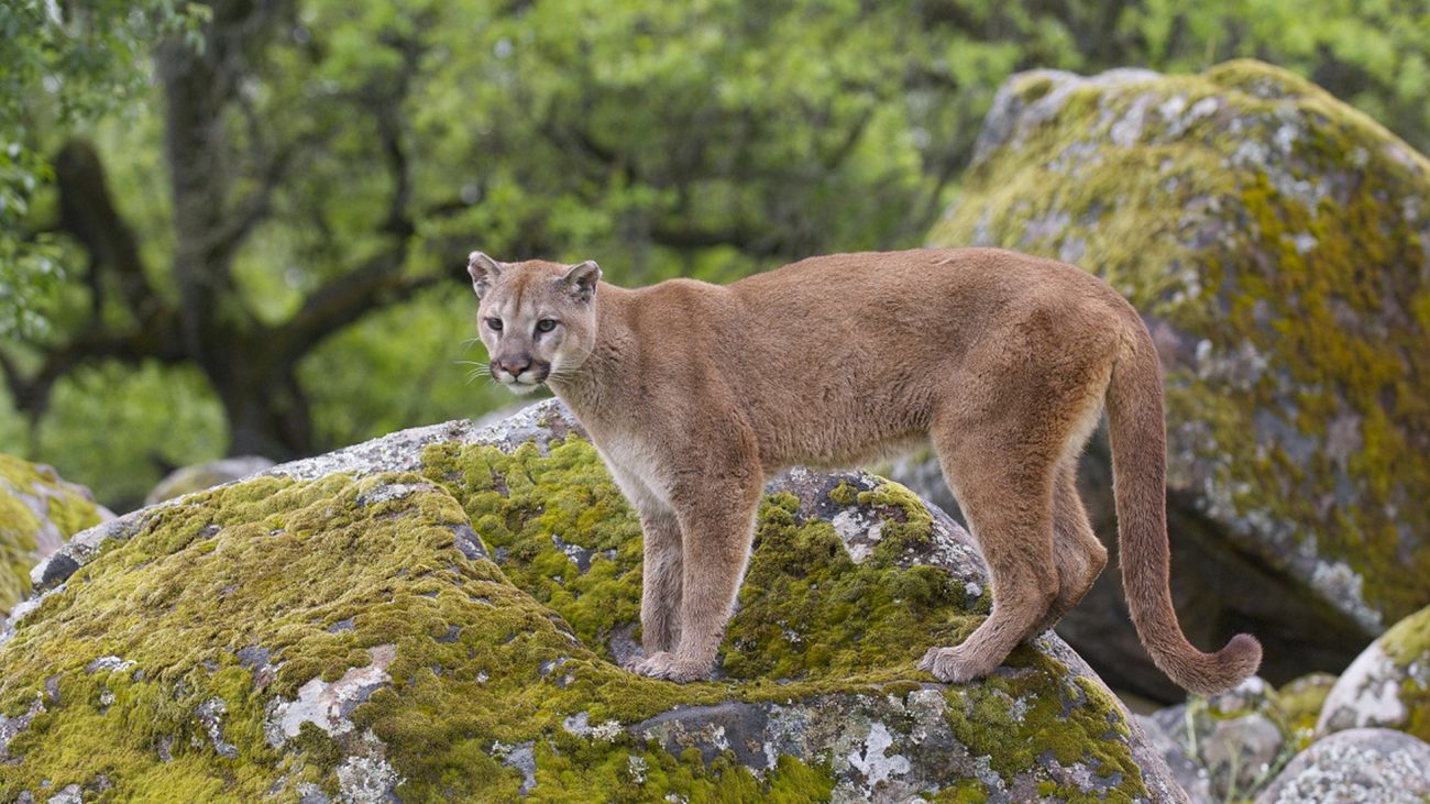 Puma oriental