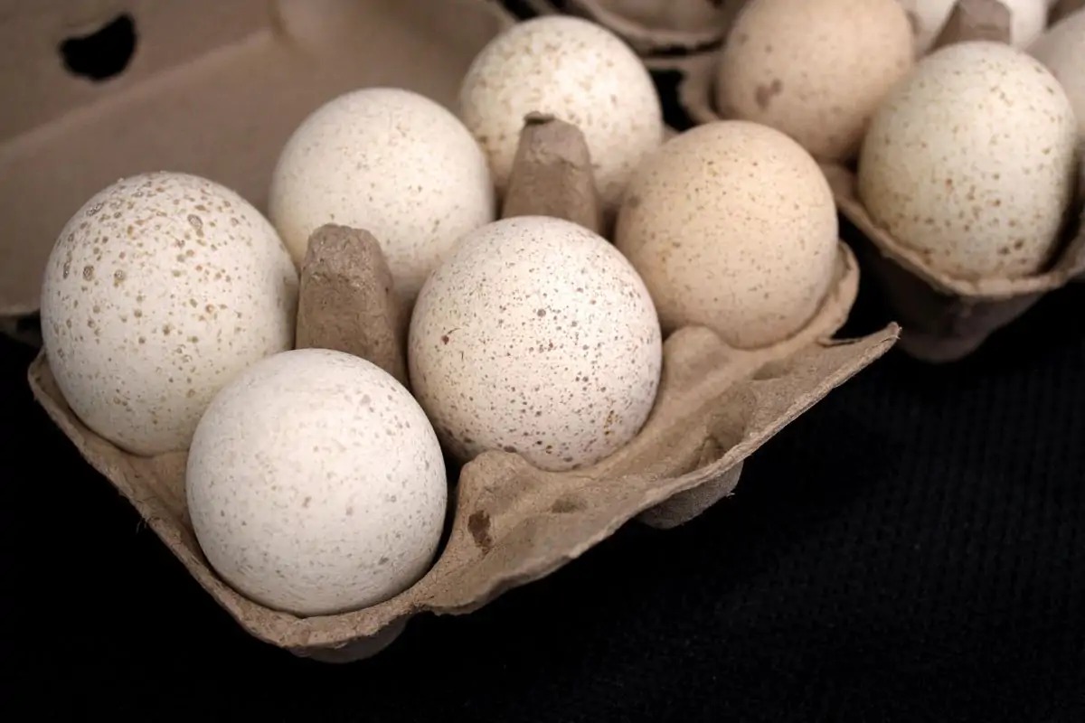Ovos de peru
