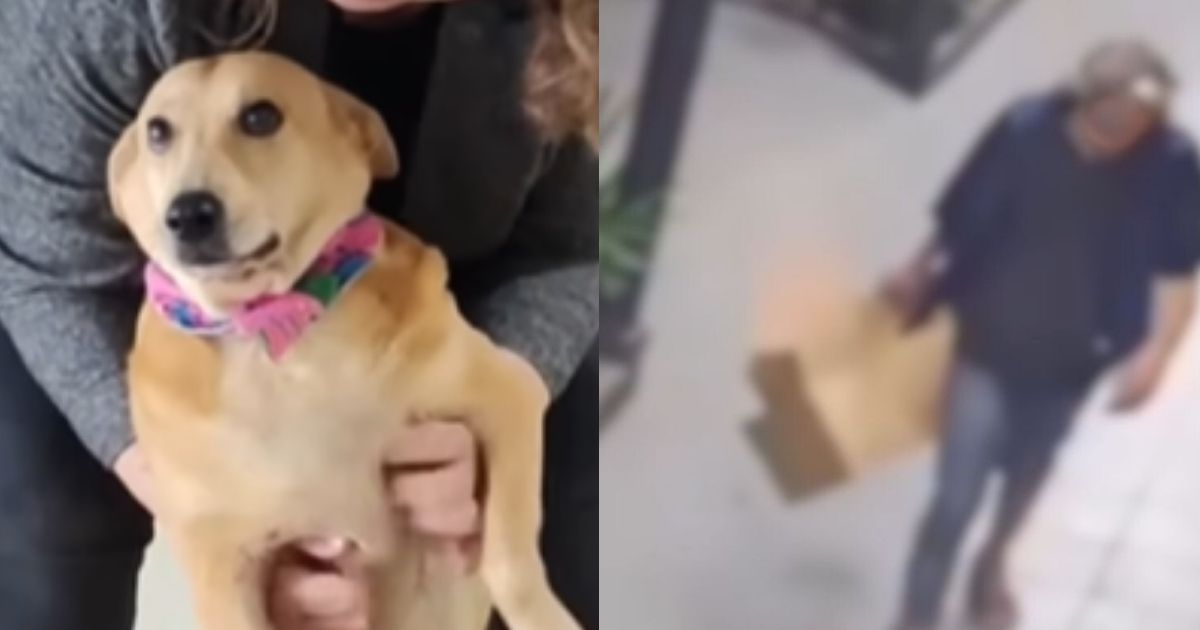 Cachorra abusada em Joinville é resgatada e encaminhada para adoçãoFoto: Divulgação/ND Mais