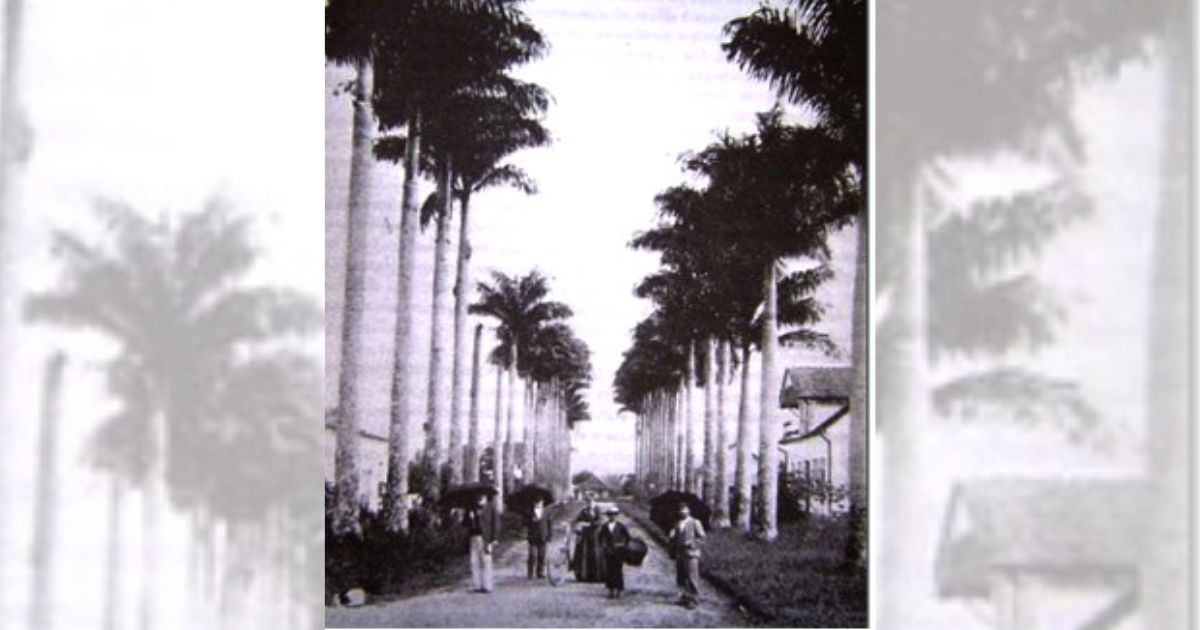 Rua das Palmeiras em 1905 - Divulgação/Arquivo Histórico/ND