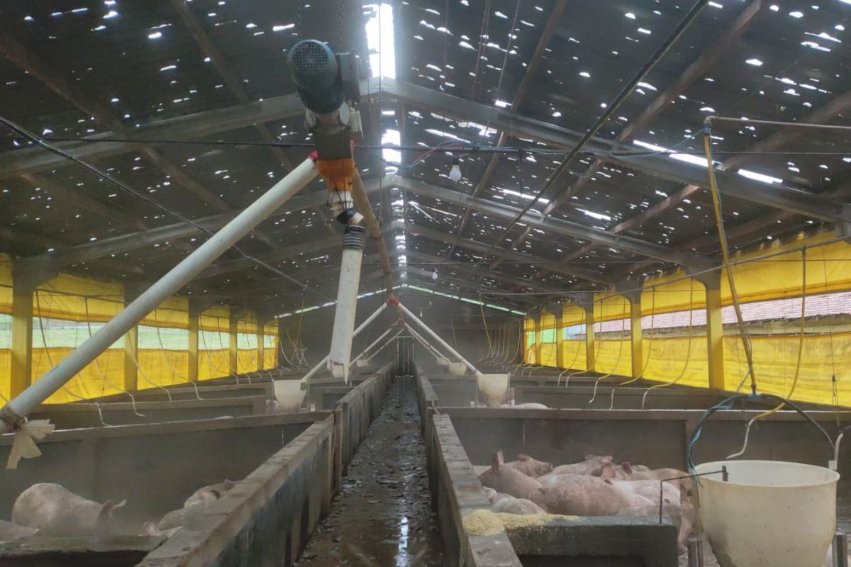 Prejuízos ainda estão sendo contabilizados após granizo atingir propriedade rural. - Fabiano Trindade/RBV/ND