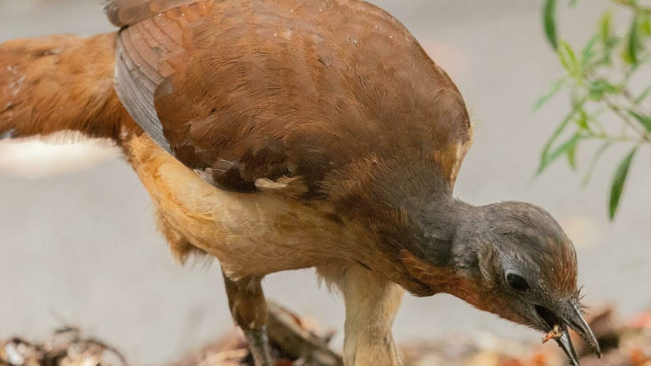 Esses pássaros criam apresentações complexas - Reprodução/ND