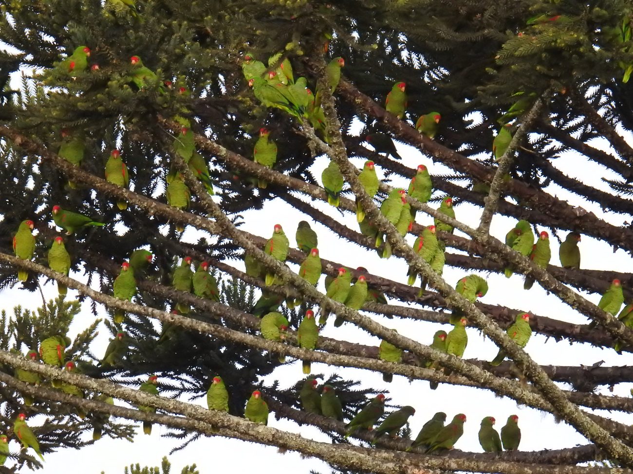 Foto de galhos de uma araucária com dezenas de papagaios-charão. Eles são pequenos, verdes e tem uma parte da cabeça e das asas vermelhas.