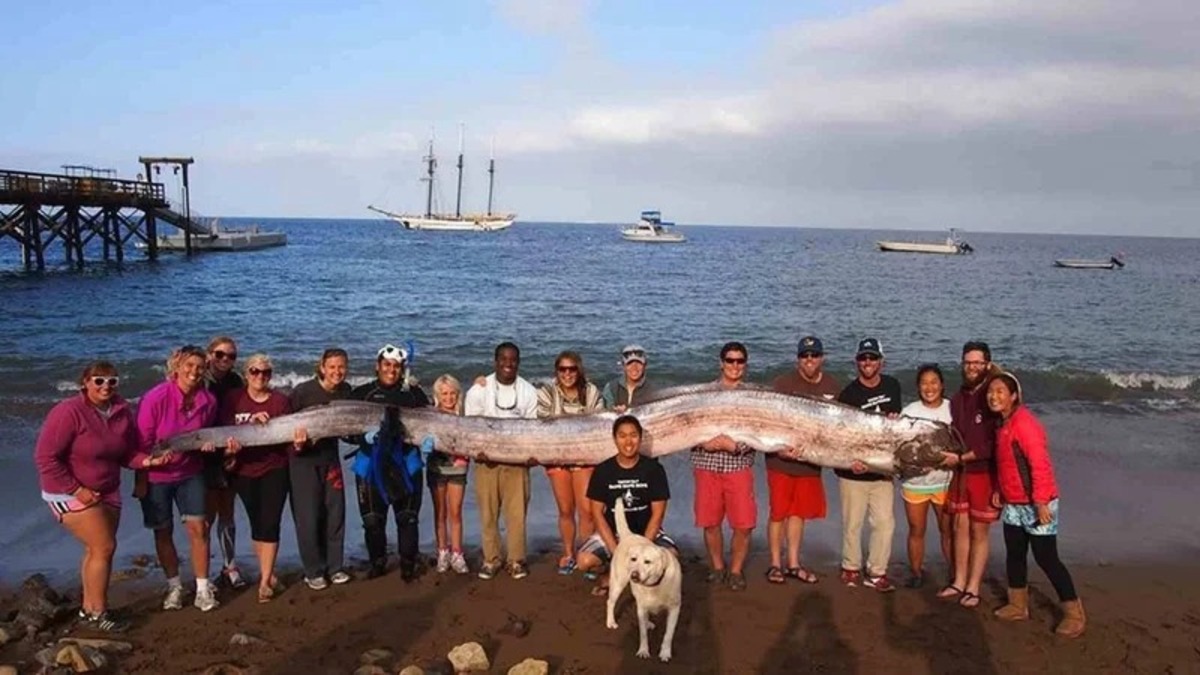 'Peixe do fim mundo' que apareceu em Los Angeles