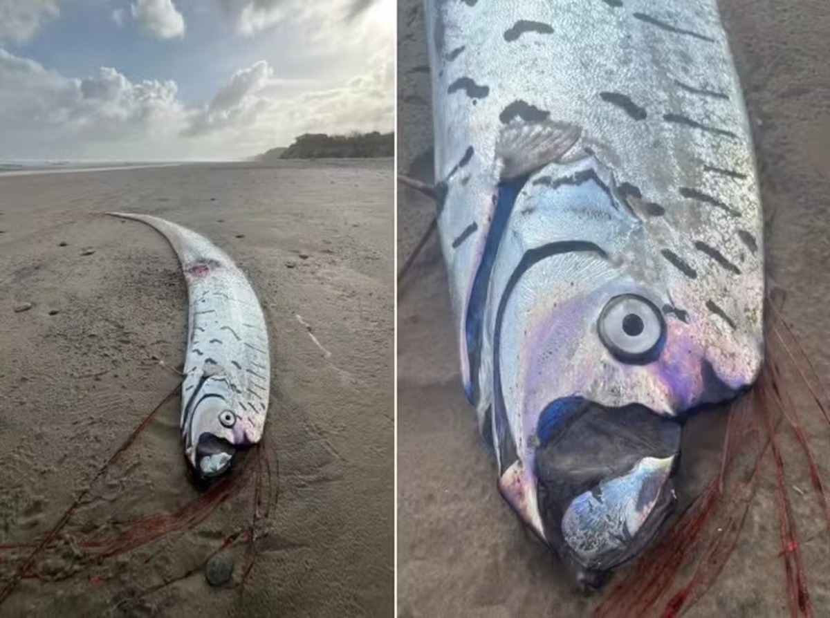 'Peixe do fim mundo' na Austrália