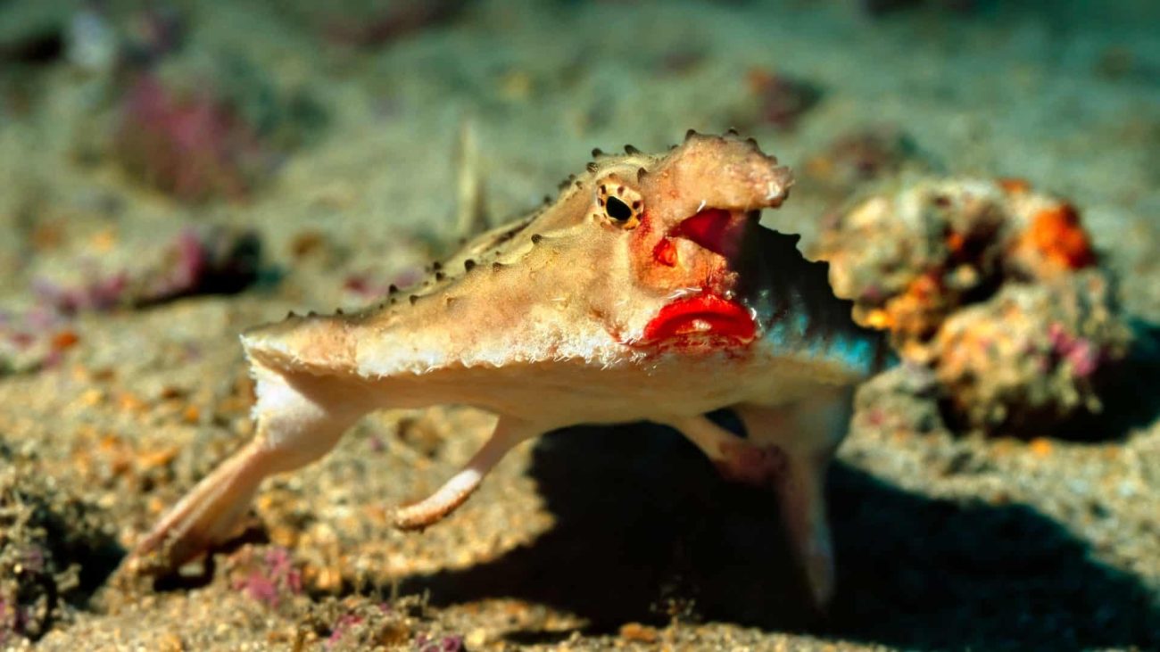 Peixe-morcego de Galápagos