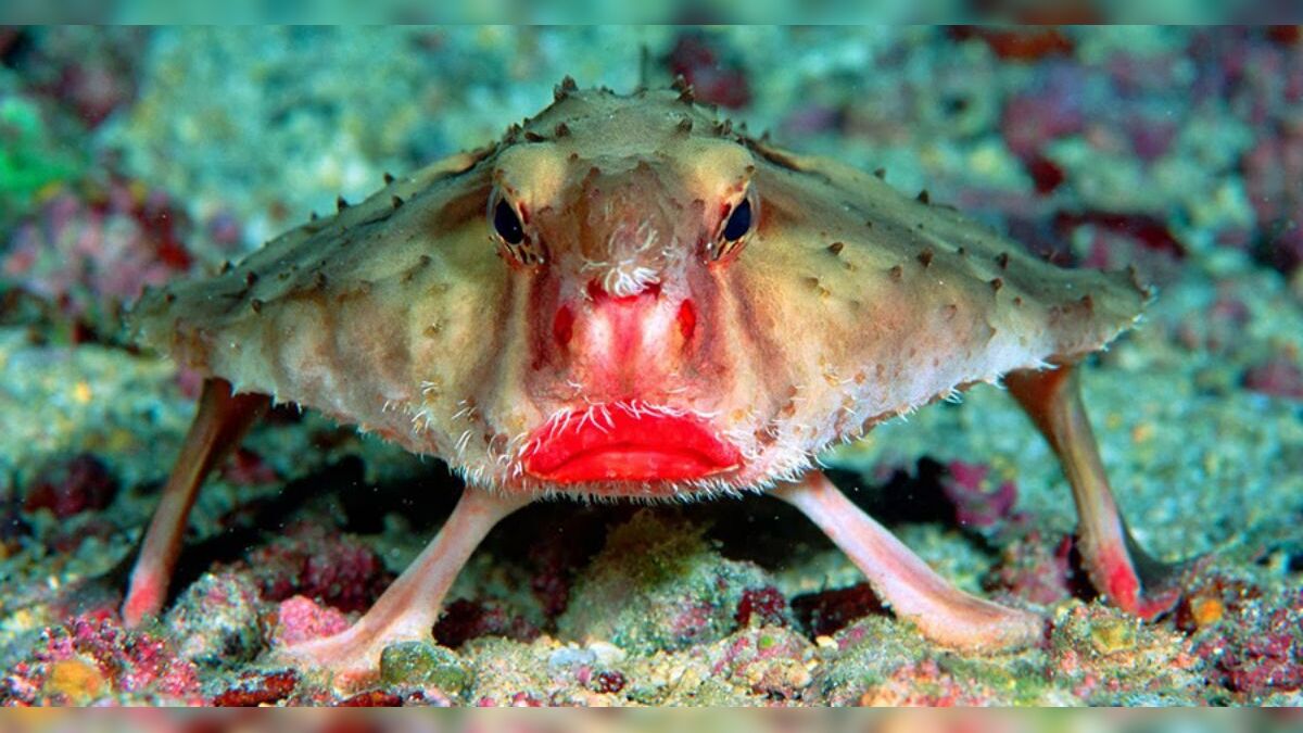 Peixe-morcego de Galápagos