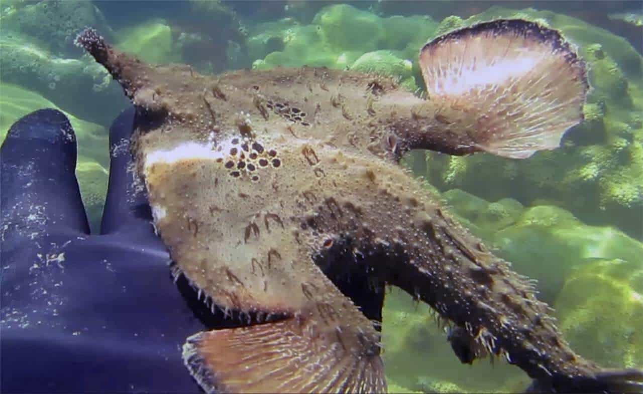 Peixe-morcego de Galápagos