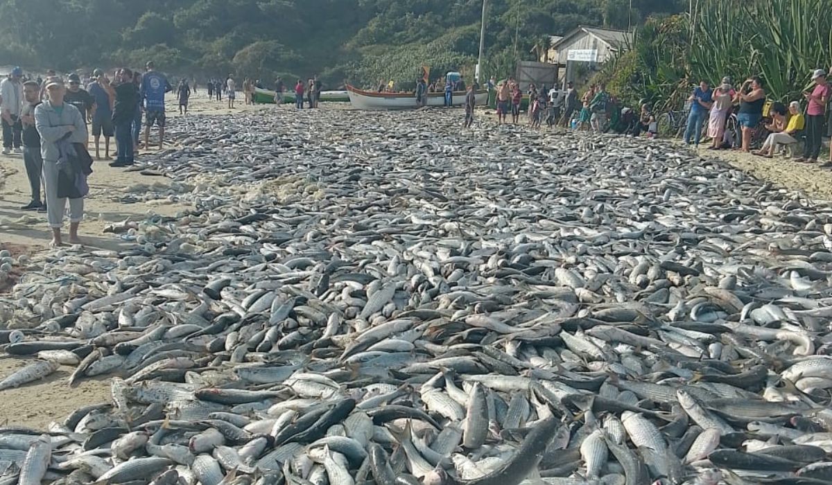 Pesca de tainha em Palhoça
