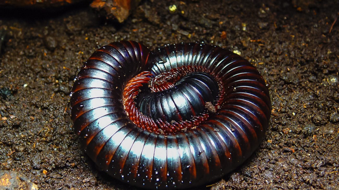 Apesar do nome e da aparência, o piolho-de-cobra é inofensivo - Getty Images/ND