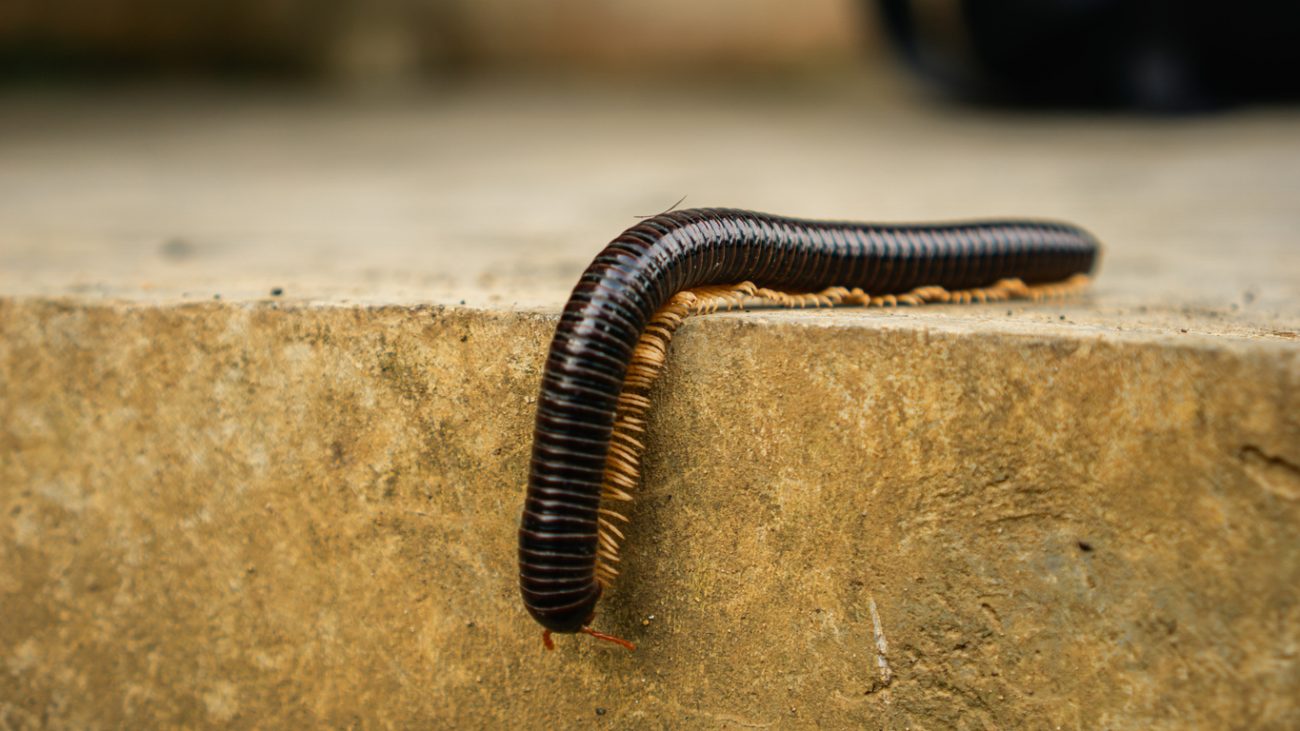 Portanto, a próxima vez que encontrar um piolho-de-cobra não precisa se assustar - Getty Images/ND