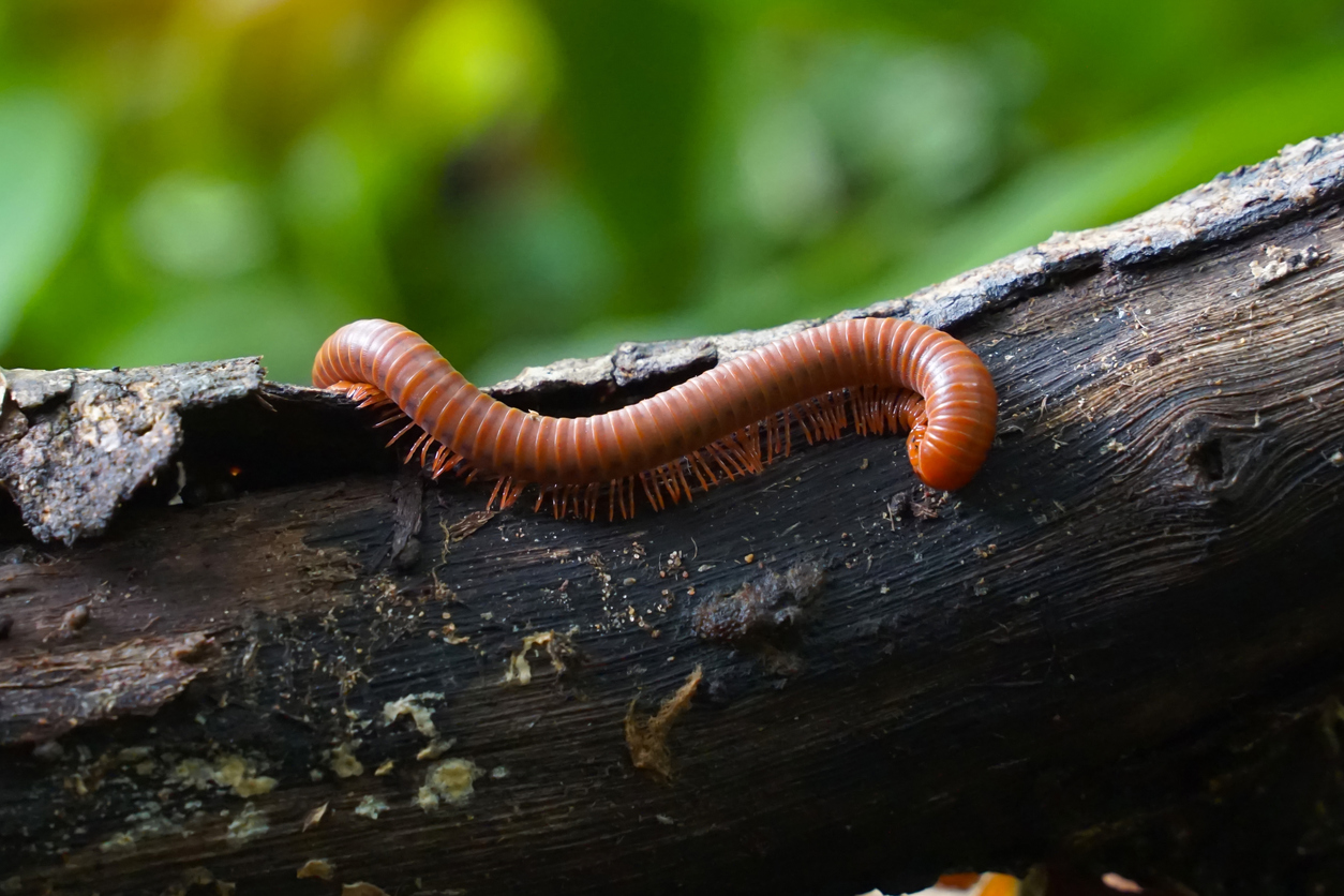 O piolho-de-cobra gosta de locais úmidos - Getty Images/ND