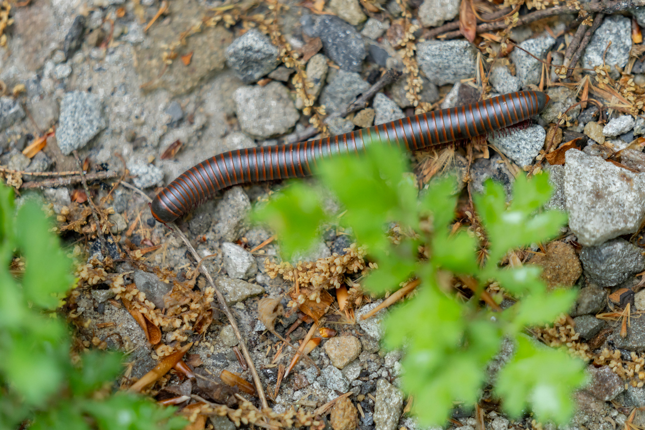 O piolho-de-cobra não tem veneno, nem ferrão - Getty Images/ND