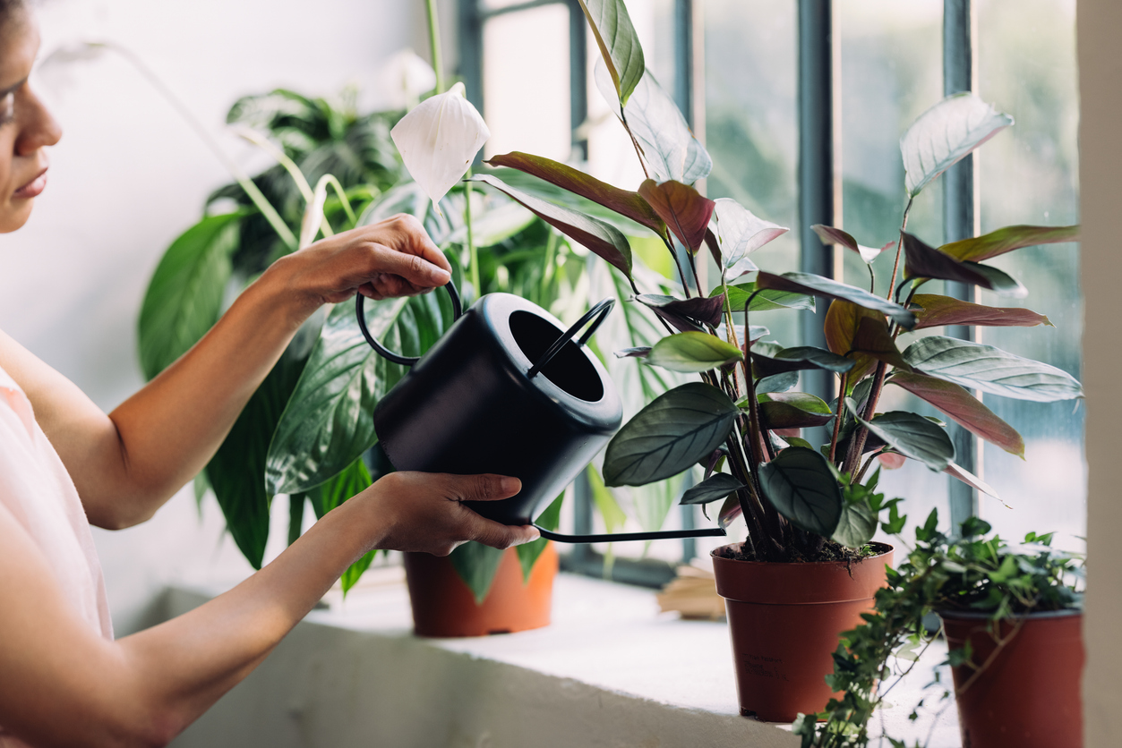 Pessoa cuidando de plantas 