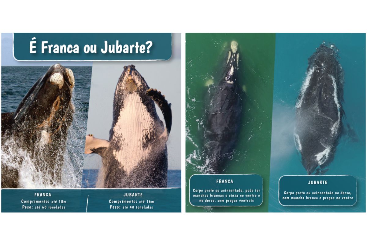 Primeira baleia-franca da temporada é avistada com filhote em Florianópolis