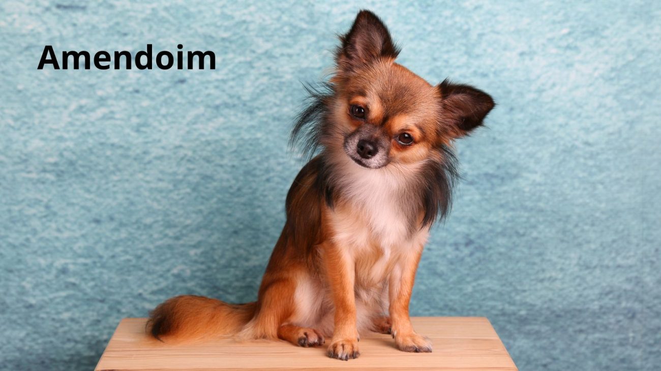 Ideias de nomes para cachorro com bom humor - Banco de Imagens/ND