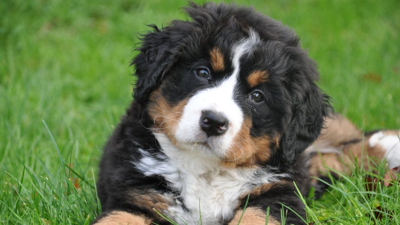 A imagem mostra um filhote de cachorro da raça Bernese Mountain Dog, deitado na grama verde, olhando diretamente para a câmera com uma expressão curiosa e fofa. O pelo do cachorro é grosso e macio, com cores predominantes preto, branco e marrom, características típicas dessa raça. Essa foto transmite uma sensação de ternura e aconchego, perfeita para ilustrar um artigo ou lista sobre nomes para cachorros, ajudando quem está procurando o nome ideal para seu novo companheiro peludo.
