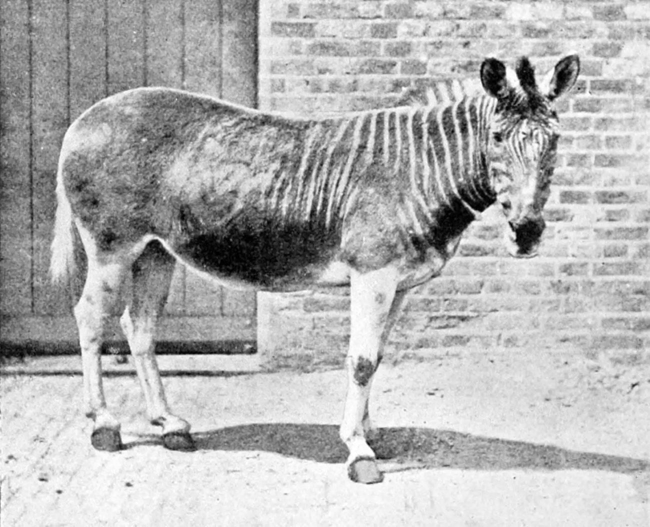 Quagga vivo