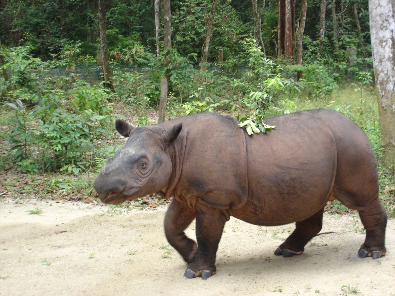 Rinoceronte-do-norte-de-Sumatra