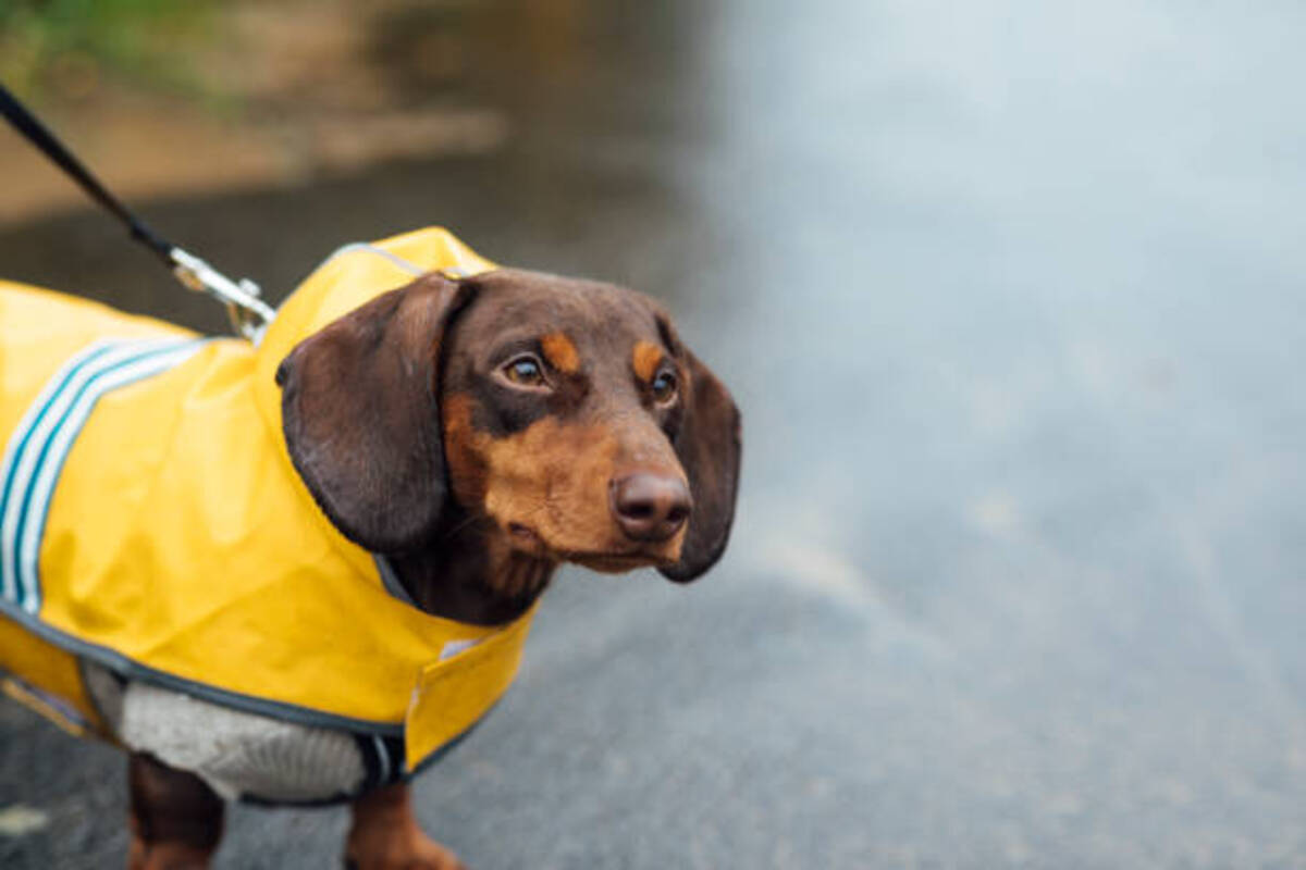 Cachorro de casaco